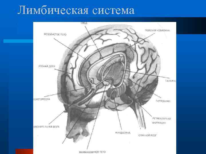 Лимбическая система 