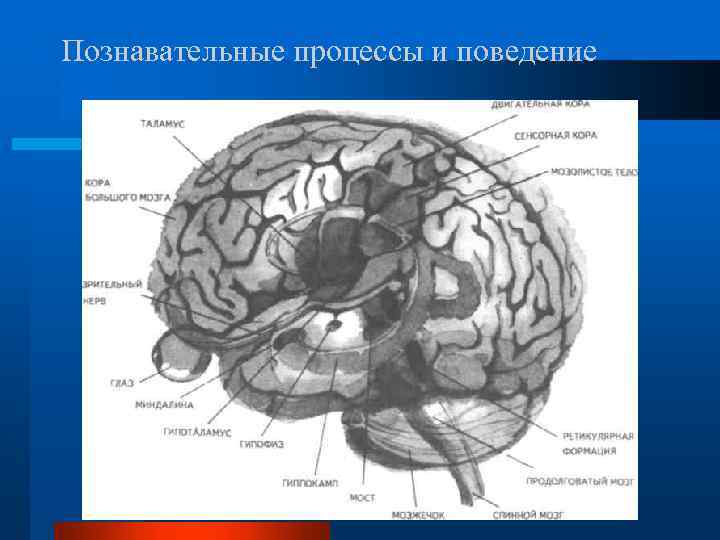 Познавательные процессы и поведение 