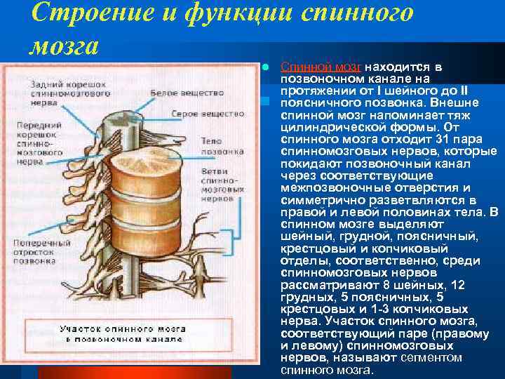 Строение и функции спинного мозга l Спинной мозг находится в позвоночном канале на протяжении