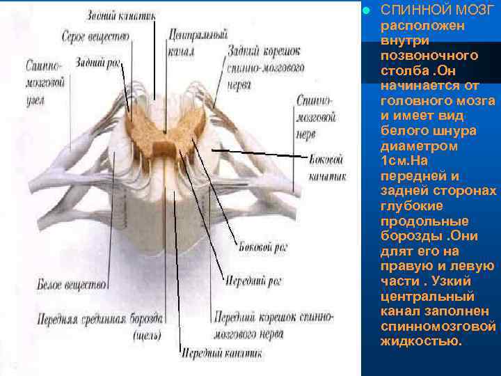 l СПИННОЙ МОЗГ расположен внутри позвоночного столба. Он начинается от головного мозга и имеет