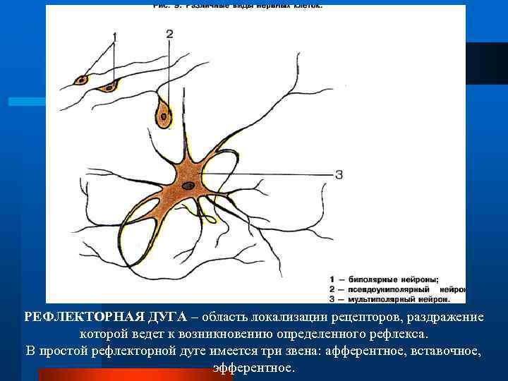 РЕФЛЕКТОРНАЯ ДУГА – область локализации рецепторов, раздражение которой ведет к возникновению определенного рефлекса. В