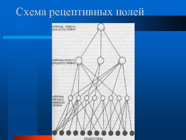 Схема рецептивных полей 