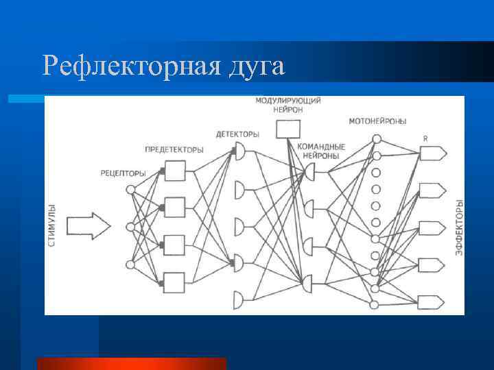 Рефлекторная дуга 