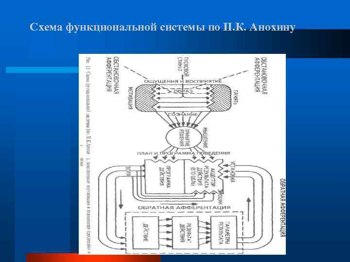 Схема функциональной системы по П. К. Анохину 