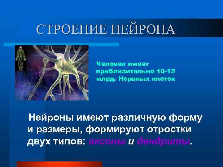 СТРОЕНИЕ НЕЙРОНА Человек имеет приблизительно 10 -15 млрд. Нервных клеток Нейроны имеют различную форму