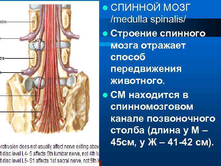 l СПИННОЙ МОЗГ /medulla spinalis/ l Строение спинного мозга отражает способ передвижения животного. l