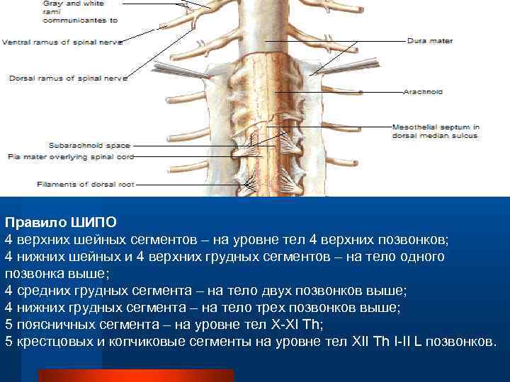 Правило ШИПО 4 верхних шейных сегментов – на уровне тел 4 верхних позвонков; 4