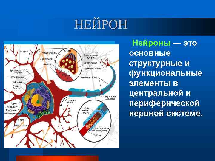 НЕЙРОН Нейроны — это основные структурные и функциональные элементы в центральной и периферической нервной