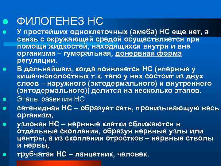 l ФИЛОГЕНЕЗ НС l У простейших одноклеточных (амеба) НС еще нет, а связь с