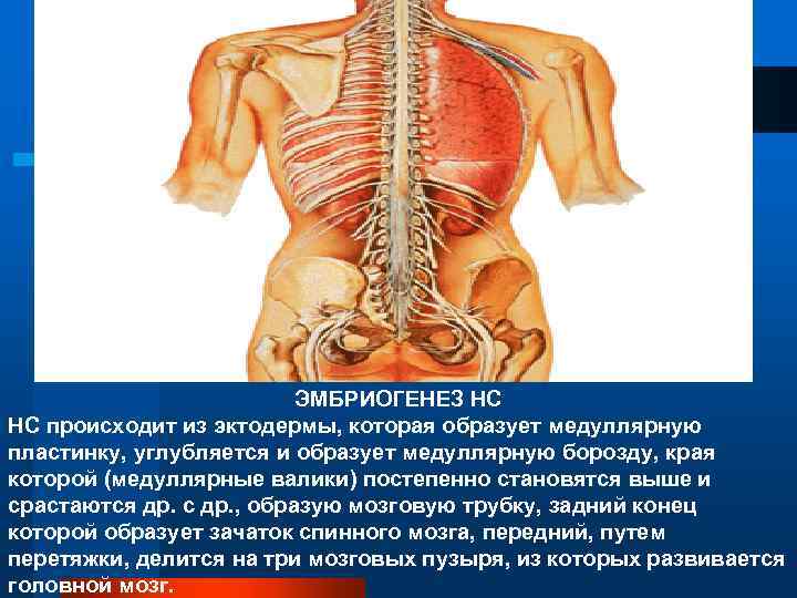 ЭМБРИОГЕНЕЗ НС НС происходит из эктодермы, которая образует медуллярную пластинку, углубляется и образует медуллярную