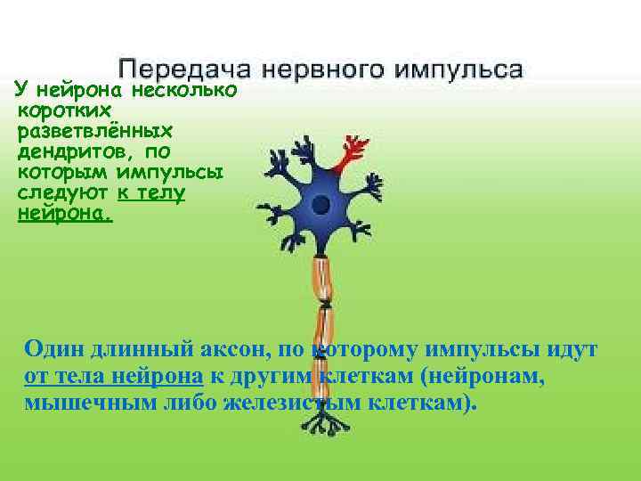  У нейрона несколько коротких разветвлённых дендритов, по которым импульсы следуют к телу нейрона.