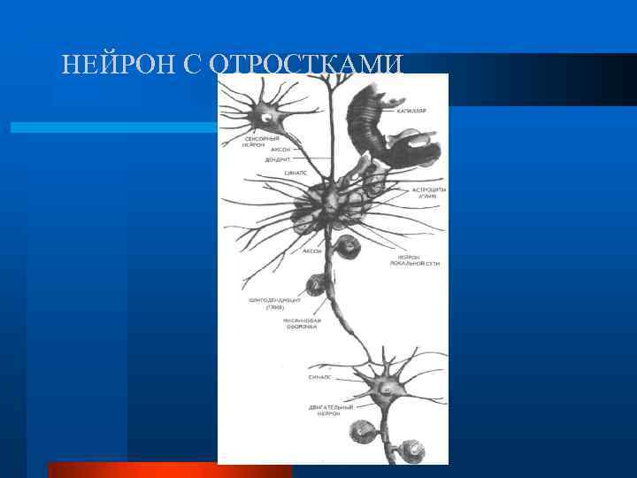 НЕЙРОН С ОТРОСТКАМИ 