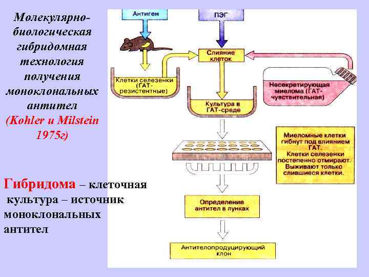 Гибридомная технология и моноклональные антитела презентация