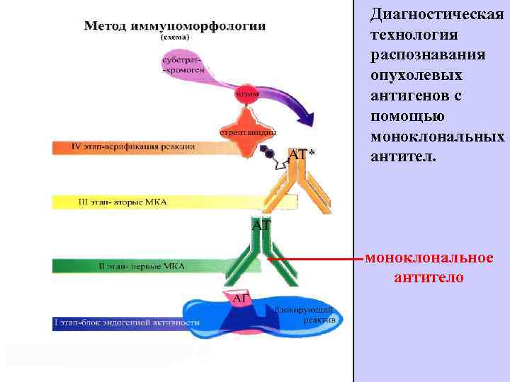 Диагностическая технология распознавания опухолевых антигенов с помощью моноклональных антител. моноклональное антитело 