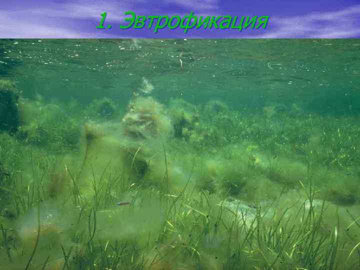 1. Эвтрофикация 