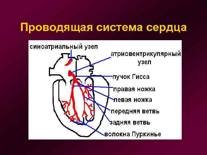 Проводящая система сердца 