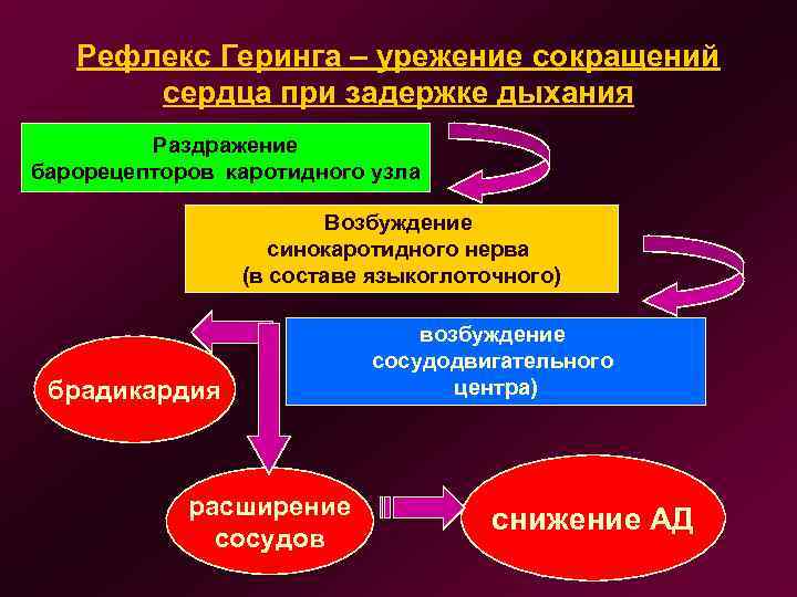 Рефлекс Геринга – урежение сокращений сердца при задержке дыхания Раздражение барорецепторов каротидного узла Возбуждение