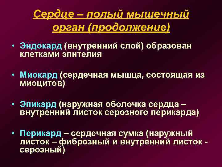 Сердце – полый мышечный орган (продолжение) • Эндокард (внутренний слой) образован клетками эпителия •