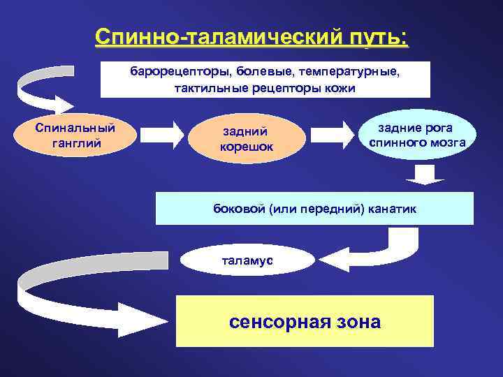 Спинно-таламический путь: барорецепторы, болевые, температурные, тактильные рецепторы кожи Спинальный ганглий задний корешок задние рога