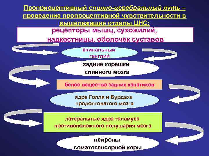 Проприоцептивный спинно-церебральный путь – проведение пропроцептивной чувствительности в вышележащие отделы ЦНС: рецепторы мышц, сухожилий,