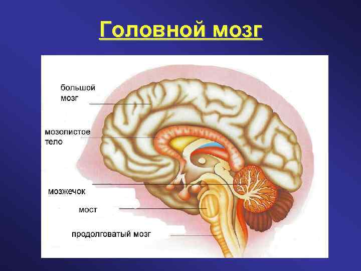 Головной мозг 