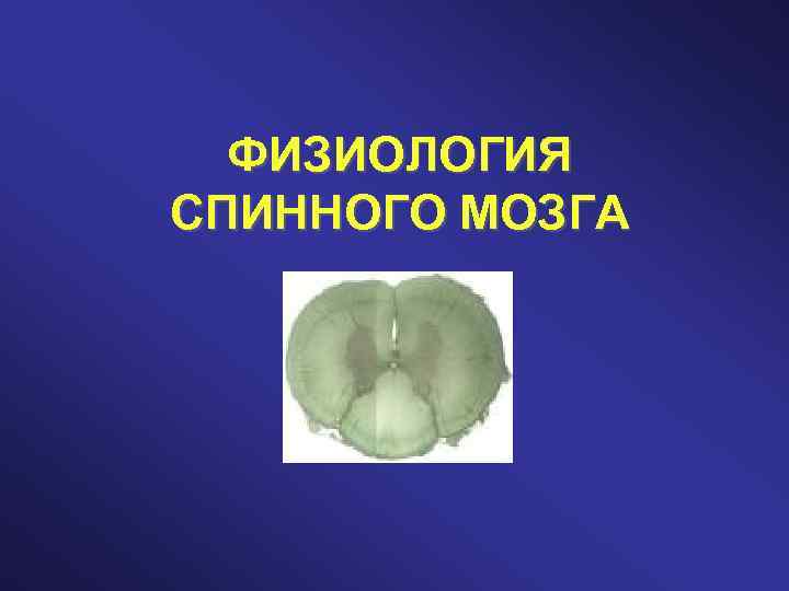 ФИЗИОЛОГИЯ СПИННОГО МОЗГА 