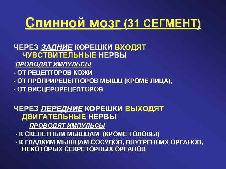 Спинной мозг (31 СЕГМЕНТ) ЧЕРЕЗ ЗАДНИЕ КОРЕШКИ ВХОДЯТ ЧУВСТВИТЕЛЬНЫЕ НЕРВЫ ПРОВОДЯТ ИМПУЛЬСЫ - ОТ
