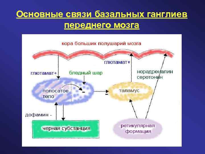 Основные связи базальных ганглиев переднего мозга 