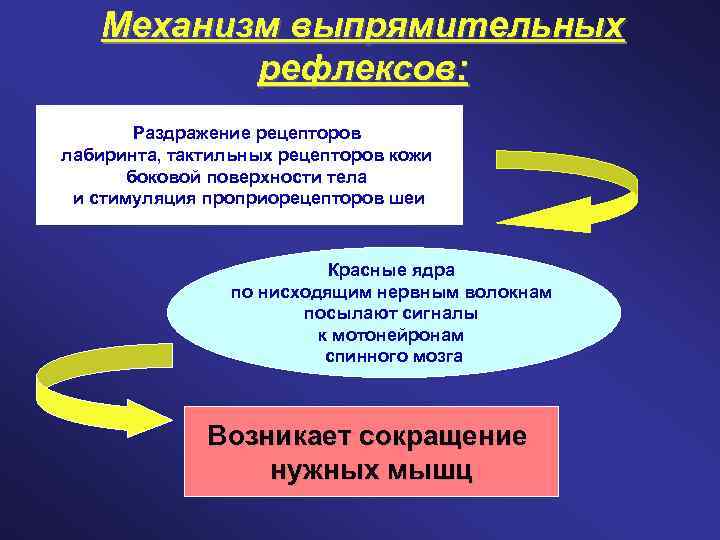 Механизм выпрямительных рефлексов: Раздражение рецепторов лабиринта, тактильных рецепторов кожи боковой поверхности тела и стимуляция