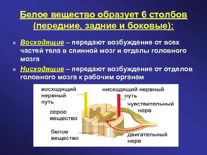 Белое вещество мозга образованная