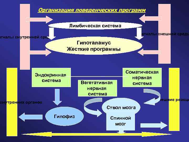 Организация поведенческих программ Лимбическая система Сигналы внешней среды игналы внутренней среды Гипоталамус Жесткие программы