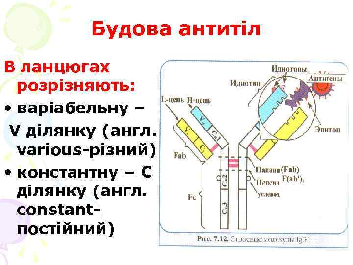 Будова антитіл В ланцюгах розрізняють: • варіабельну – V ділянку (англ. various-різний) • константну