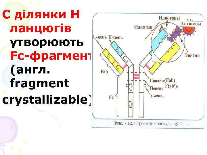 С ділянки H ланцюгів утворюють Fc-фрагмент (англ. fragment crystallizable) 