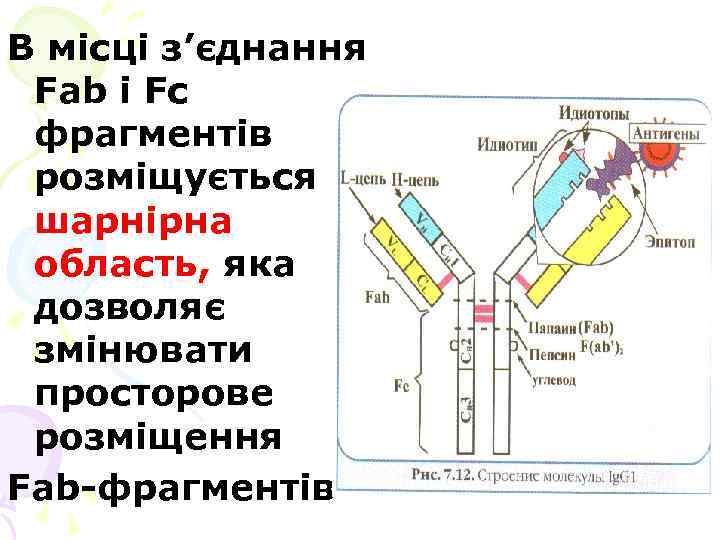 В місці з’єднання Fab і Fc фрагментів розміщується шарнірна область, яка дозволяє змінювати просторове