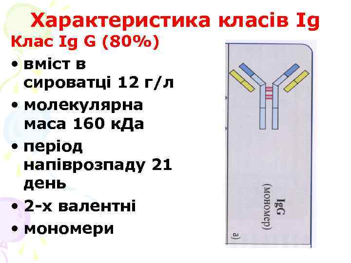 Характеристика класів Ig Клас Ig G (80%) • вміст в сироватці 12 г/л •