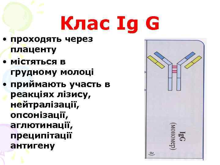 Клас Ig G • проходять через плаценту • містяться в грудному молоці • приймають