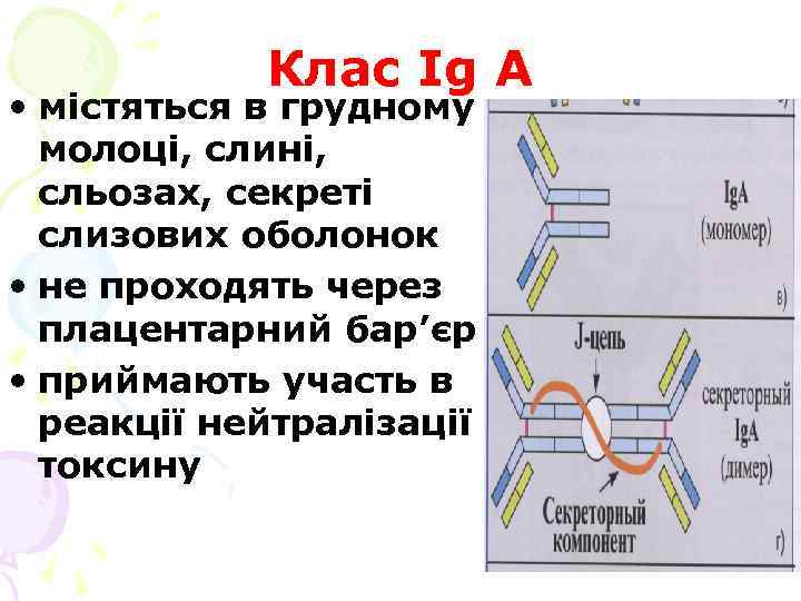 Клас Ig А • містяться в грудному молоці, слині, сльозах, секреті слизових оболонок •