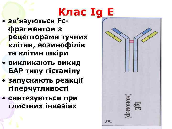 Клас Ig Е • зв’язуються Fcфрагментом з рецепторами тучних клітин, еозинофілів та клітин шкіри