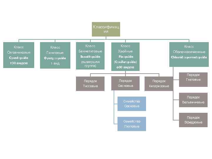Классификац ия Класс Саговниковые Cycadopsida 130 видов Класс Гинкговые Gynкgoopsida 1 вид Класс Беннетитовые