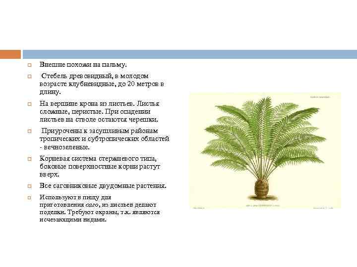  Внешне похожи на пальму. Стебель древовидный, в молодом возрасте клубневидные, до 20 метров