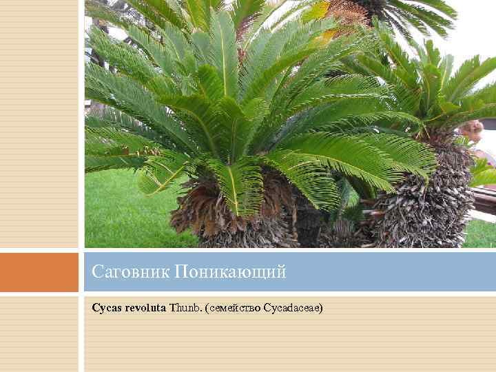 Саговник Поникающий Cycas revoluta Thunb. (семейство Cycadaceae) 