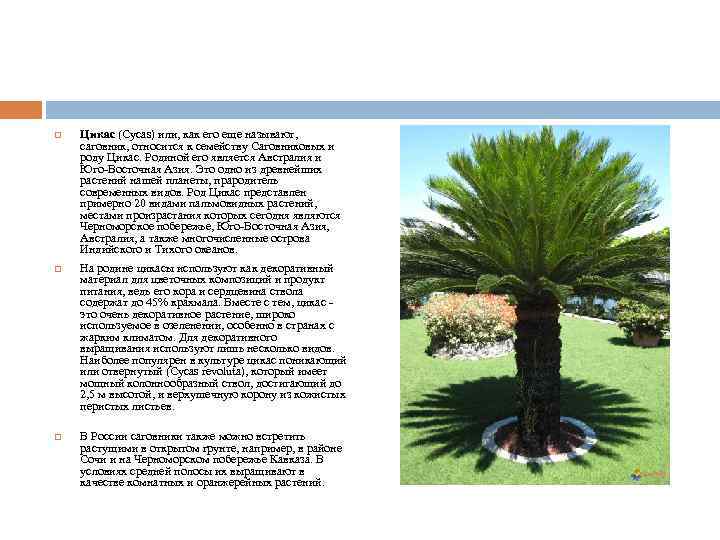  Цикас (Cycas) или, как его еще называют, саговник, относится к семейству Саговниковых и