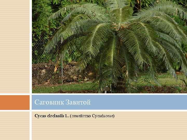 Саговник Завитой Cycas circinalis L. (семейство Cycadaceae) 