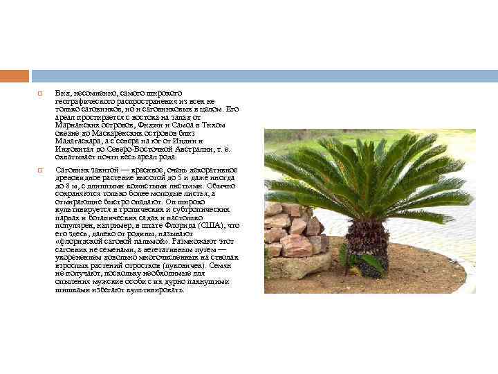  Вид, несомненно, самого широкого географического распространения из всех не только саговников, но и