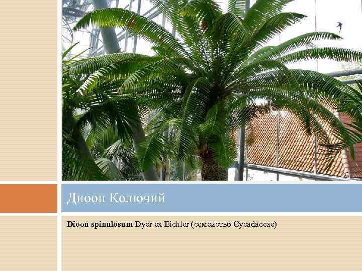 Диоон Колючий Dioon spinulosum Dyer ex Eichler (семейство Cycadaceae) 