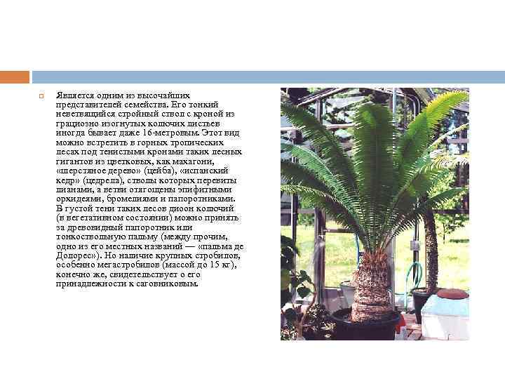  Является одним из высочайших представителей семейства. Его тонкий неветвящийся стройный ствол с кроной