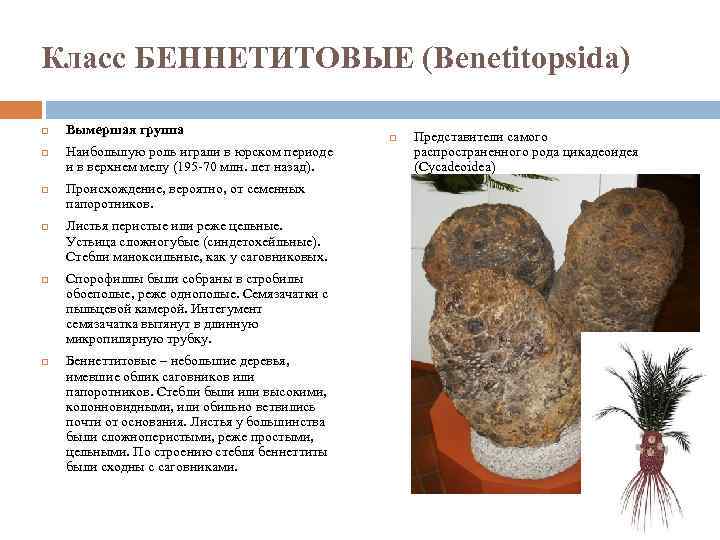 Класс БЕННЕТИТОВЫЕ (Benetitopsida) Вымершая группа Наибольшую роль играли в юрском периоде и в верхнем