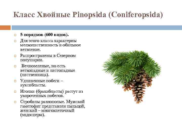 Класс Хвойные Pinopsida (Coniferopsida) 5 порядков (600 видов). Для этого класса характерны мелколиственность и