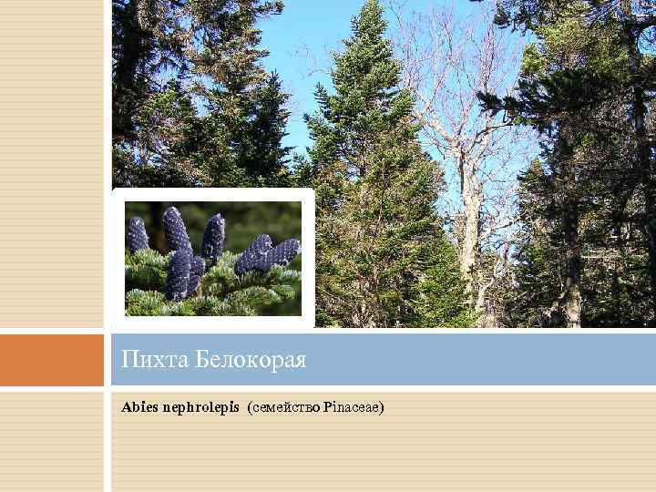 Пихта Белокорая Abies nephrolepis (семейство Pinaceae) 