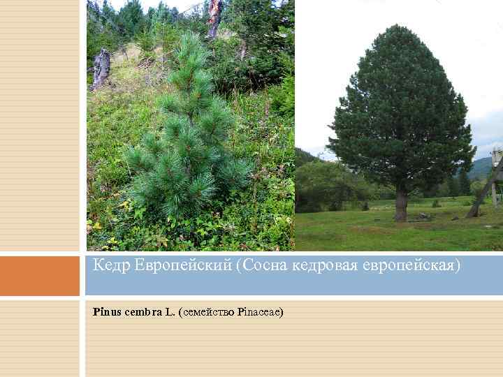 Кедр Европейский (Сосна кедровая европейская) Pinus cembra L. (семейство Pinaceae) 
